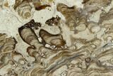 Polished Fossil Stromatolite (Chlorellopsis?) Slab - Wyoming #123428-1